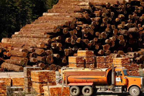 Navigating the Lumber Market