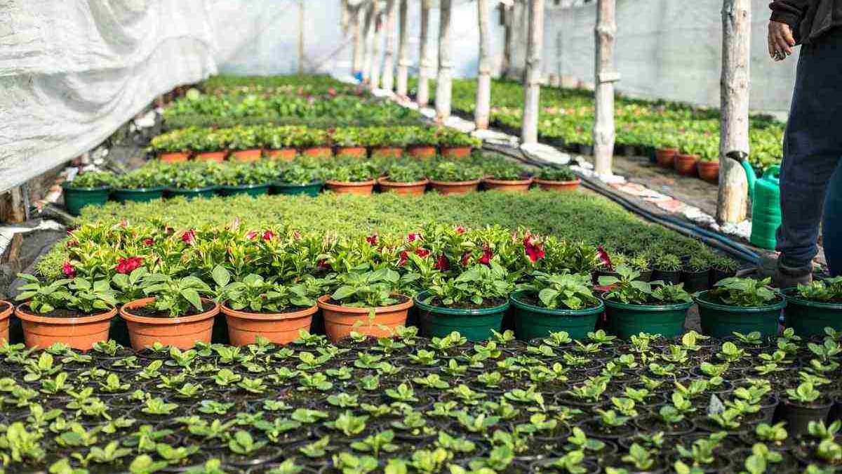 The Benefits of Plant Nurseries – Webfreen.com