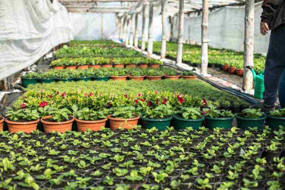 The Benefits of Plant Nurseries Webfreen.com